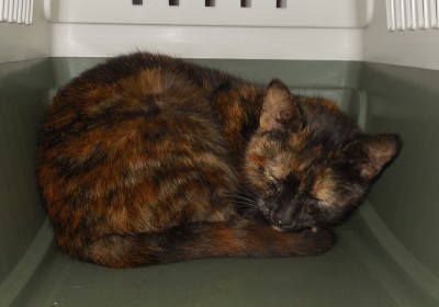 DSCN8894.JPG (198.02 KiB) Zobrazeno 6926 krát DSCN8894.JPG