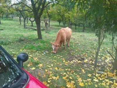 WP_20161024_14_27_38_Pro_LI.jpg