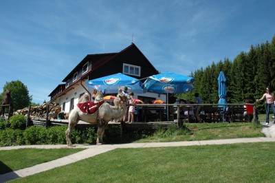 velbloud.jpg (181.71 KiB) Zobrazeno 26649 krát velbloud.jpg